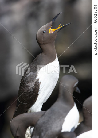 Guillemots - Island of Lunga - Scotland Guillemots - Island of Lunga - Scotland 60025204