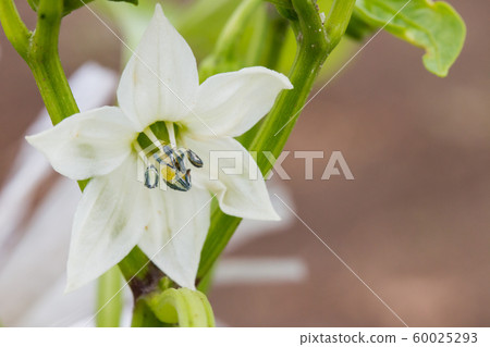 盛開的鮮花 60025293