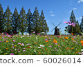 Cosmos and windmill 60026014