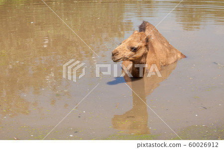 alone camel 60026912