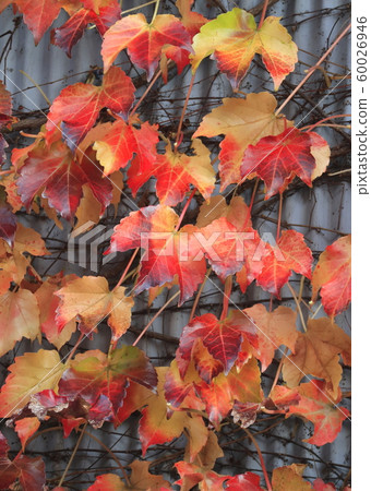 Ivy colored leaves on the wall Ivy colored leaves on the wall 60026946