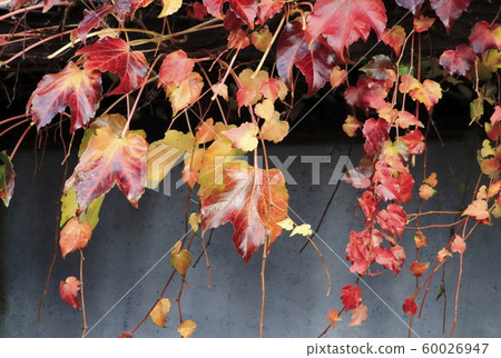 Ivy colored leaves on the wall 60026947