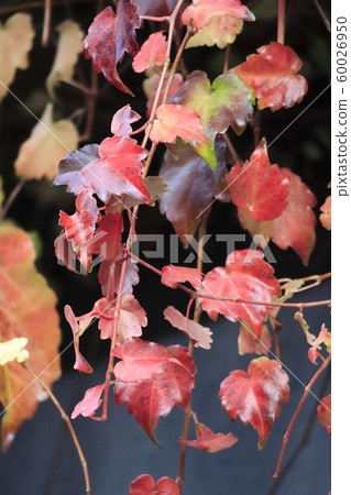 Ivy colored leaves on the wall Ivy colored leaves on the wall 60026950
