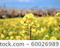 Rape blossoms and cherry blossoms 60026989