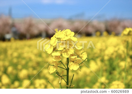 Rape blossoms and cherry blossoms 60026989