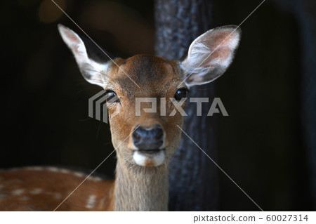 Nara deer staring 60027314