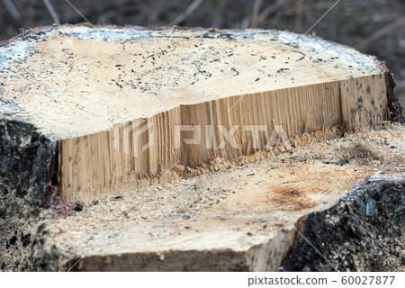 Stump of a freshly cut tree in the forest. environmental problem. destruction of nature Stump of a freshly cut tree in the forest. environmental problem. destruction of nature 60027877
