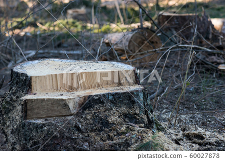 Stump of a freshly cut tree in the forest. environmental problem. destruction of nature Stump of a freshly cut tree in the forest. environmental problem. destruction of nature 60027878
