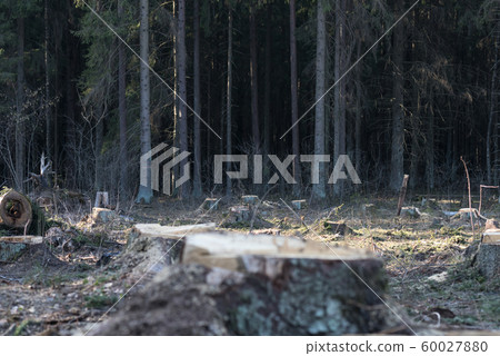 Deforestation in Europe and around the world, environmental problems destruction of nature 60027880
