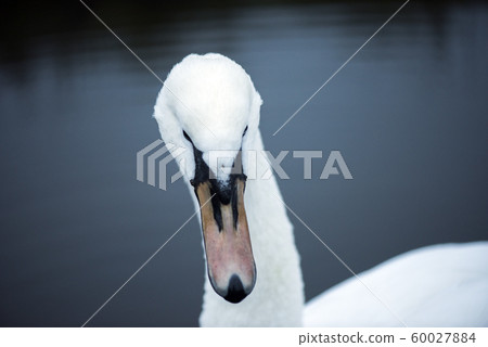 white Swan in the river close-up symbol of loneliness white Swan in the river close-up symbol of loneliness 60027884