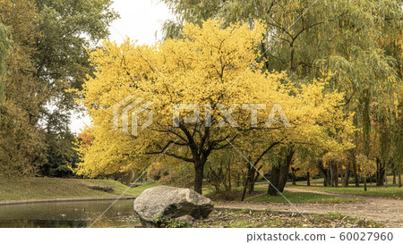 autumn Park in the morning with fallen leaves from the first frost autumn Park in the morning with fallen leaves from the first frost 60027960