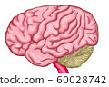 brain  60028742