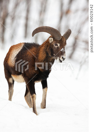 Male mouflon walking and chewing in winter forest covered in snow. 60029142