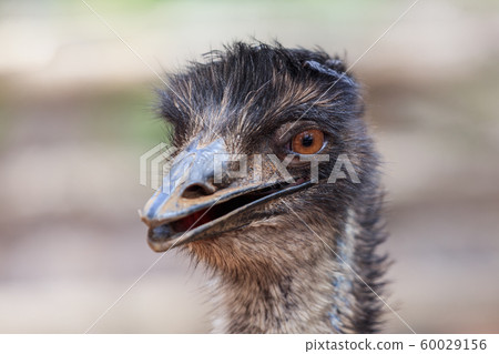close up ostrich head close up ostrich head 60029156