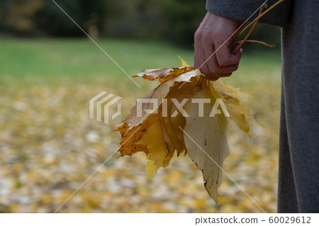 Woman's hand holds a bouquet of yellow fallen Woman's hand holds a bouquet of yellow fallen 60029612