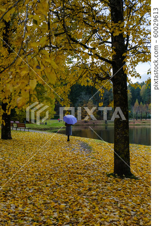 Beautiful yellow foliage in fall. A Woman with Beautiful yellow foliage in fall. A Woman with 60029613