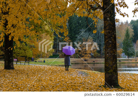 Beautiful yellow foliage in fall. A Woman with Beautiful yellow foliage in fall. A Woman with 60029614