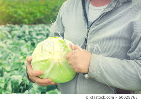 A farmer holds freshly picked cabbage in his hands. Harvesting on the field. Organic vegetables. Agriculture and farming. Eco-friendly products. Harvest on the farm 60029765