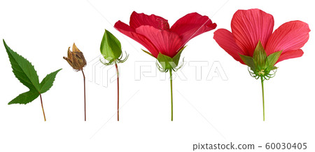 set of different parts of a hibiscus flower set of different parts of a hibiscus flower 60030405