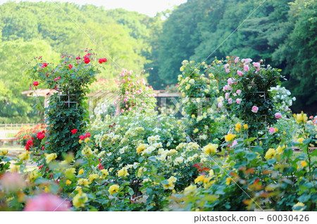 Yellow rose in botanical garden Yellow rose in botanical garden 60030426