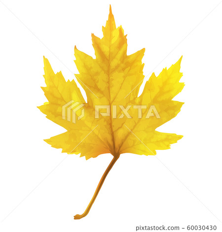 Autumn maple leaf vector on a white background. - Stock Illustration ...