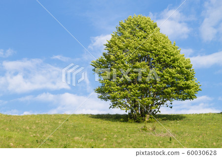 Isolated green tree on blue sky, spring background Isolated green tree on blue sky, spring background 60030628