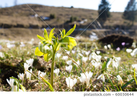 Hellebore flower in meadow close up, nature Hellebore flower in meadow close up, nature 60030644