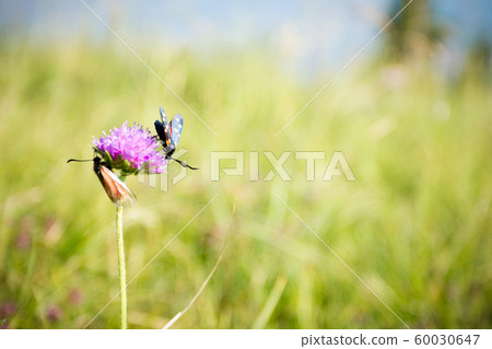 Scarlet tiger moth on clover flower close up. 60030647