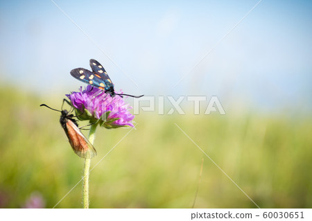 Scarlet tiger moth on clover flower close up. 60030651