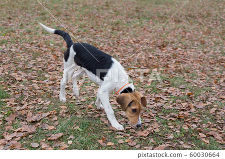 Estonian hound puppy is walking in the autumn park 60030664