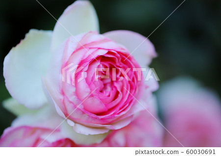 Pink roses in botanical garden Pink roses in botanical garden 60030691