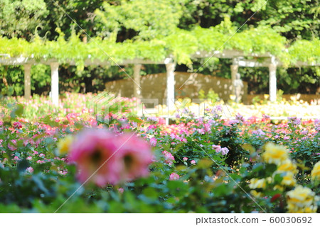 Pink roses in botanical garden Pink roses in botanical garden 60030692
