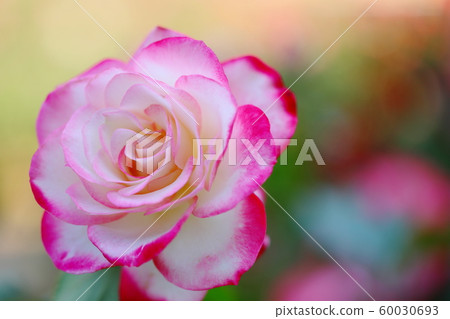 Pink roses in botanical garden Pink roses in botanical garden 60030693