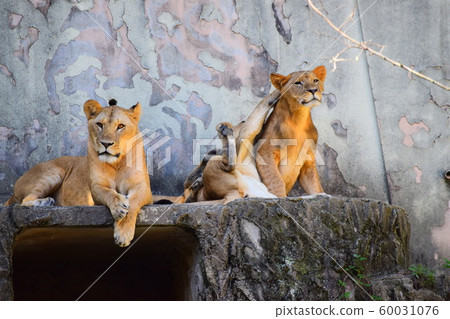 獅子 獅子 60031076