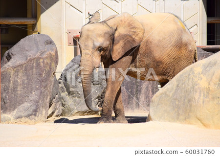 Marmi Elephant Marmi Elephant 60031760