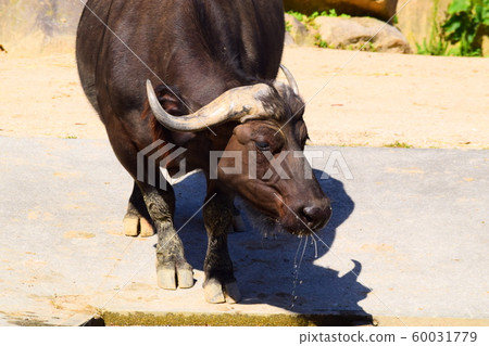 African buffalo African buffalo 60031779