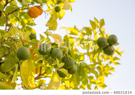 Green and orange Citrus aurantium. Close-up of green citrus fruit, natural background. Nature concept. Oranges in greenery on tree branches 60031814