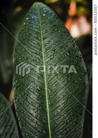 Tropical leaf texture, large palm foliage, nature dark green background. Fresh green Plumeria or Frangipani leaves pattern. Tropical leaf texture, large palm foliage, nature dark green background. Fresh green Plumeria or Frangipani leaves pattern. 60032087
