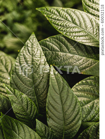 Green leaves of piperaceae green herbs. Nature summer concept. Tropical palm foliage. Piper sarmentosum Roxb, Wild Betel Leafbush , Piperaceae 60032118