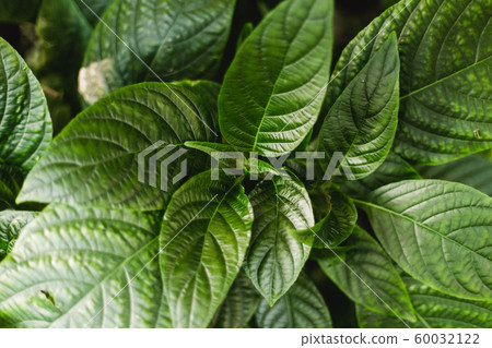 Green leaves of piperaceae green herbs. Nature summer concept. Tropical palm foliage. Piper sarmentosum Roxb, Wild Betel Leafbush , Piperaceae 60032122