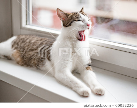 Beautiful home cat lying and licking on the window sill, place for text Beautiful home cat lying and licking on the window sill, place for text 60032226