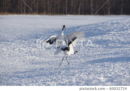 Cranes dancing with two (Hokkaido, Tsurui) 60032724