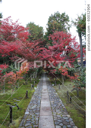 Shikaoin Shikaoin 60032904