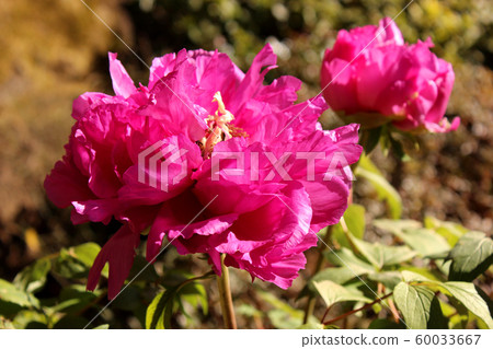 Red winter peony bloomed in Ueno Toshogu Shrine (1) 60033667