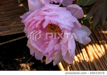 在上野東照宮神社按鈕內盛開的粉紅冬牡丹 1 照片素材 圖片 圖庫
