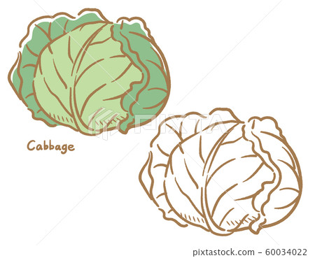 捲心菜 捲心菜 60034022