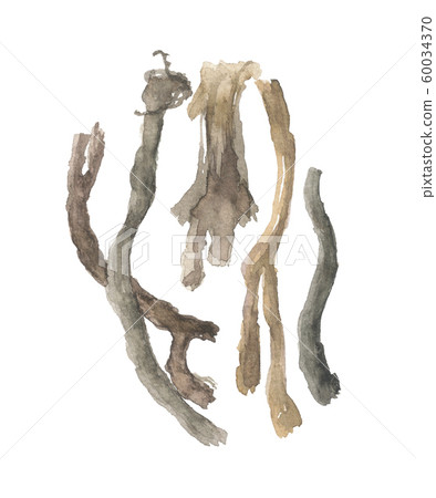 Tansan Tanjin Root Tansan Tanjin Root 60034370