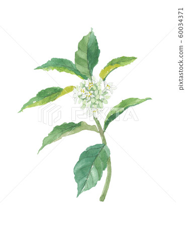 Spit root Spit root 60034371