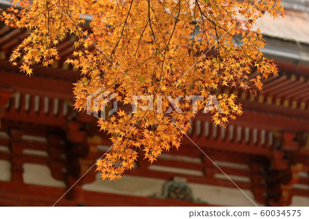 Yellow maple and Nishimoto Palace 60034575