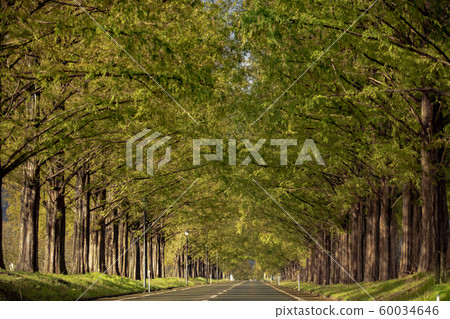 Metasequoia Namiki 60034646